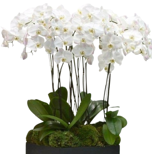 Flowers arrangements for homes | offices | weddings & events in Double Bay | Sydney CBD