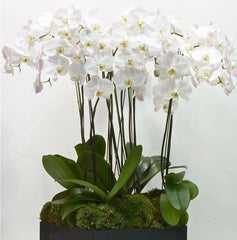 Potts Point Flower Shop | Darlinghurst | Edgecliff Flower shop